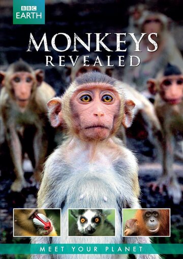 Смотреть Всё о мире обезьян (2014) онлайн в Хдрезка качестве 720p